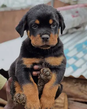 1-3 months Male Purebred Rottweiler
