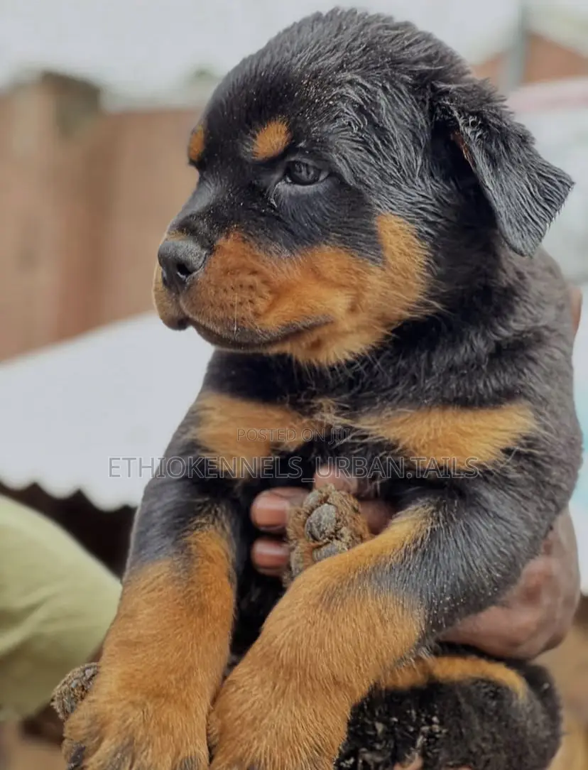 1-3 months Male Purebred Rottweiler