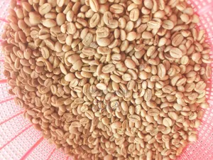 Export Standar Coffe for Exporter Onlye