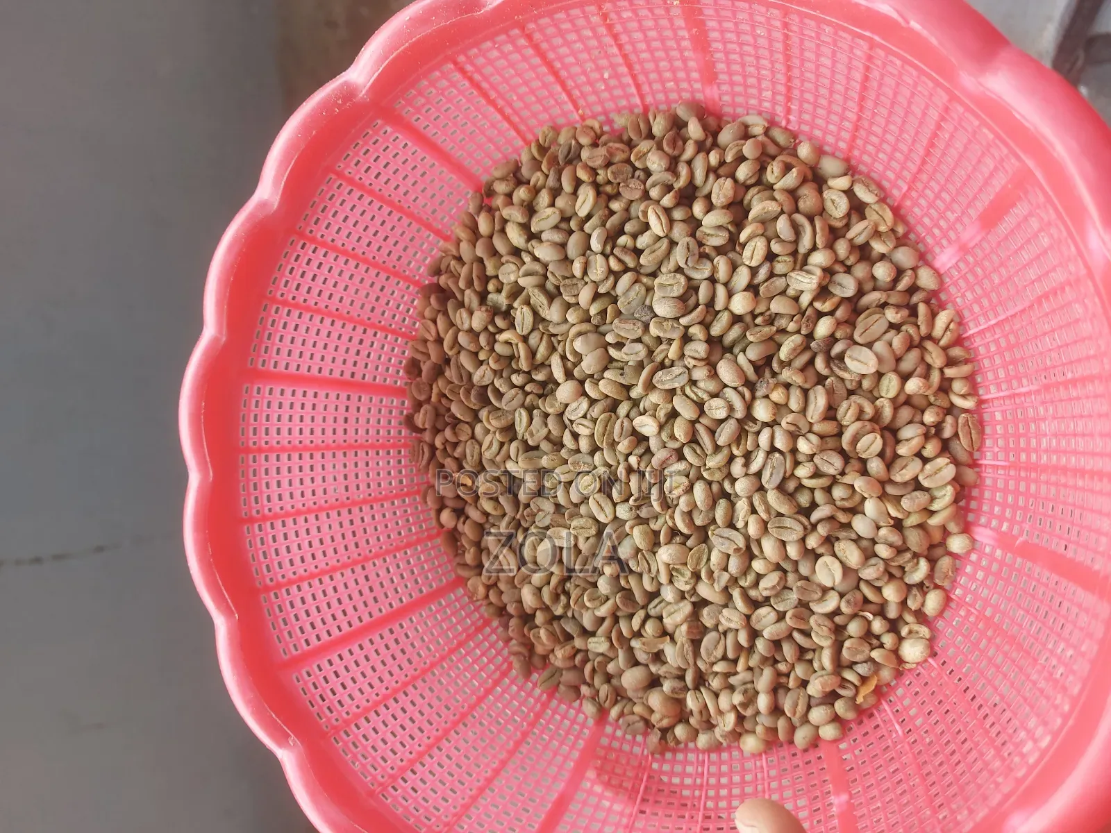 Export Standar Coffe for Exporter Onlye