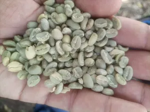 Export Standar Coffe for Exporter Onlye
