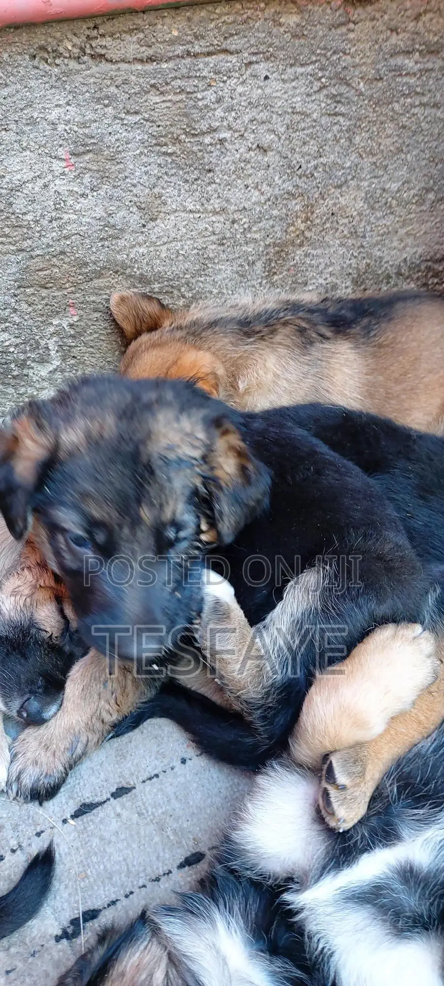 1-3 months Male Purebred German Shepherd