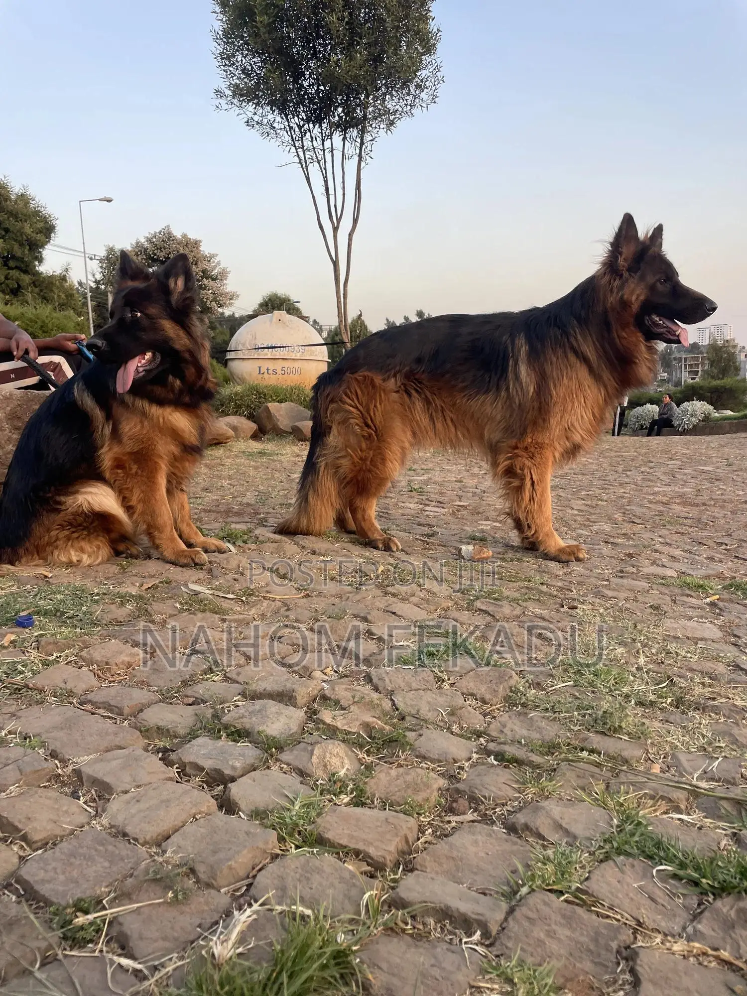 1-3 months Male Purebred German Shepherd