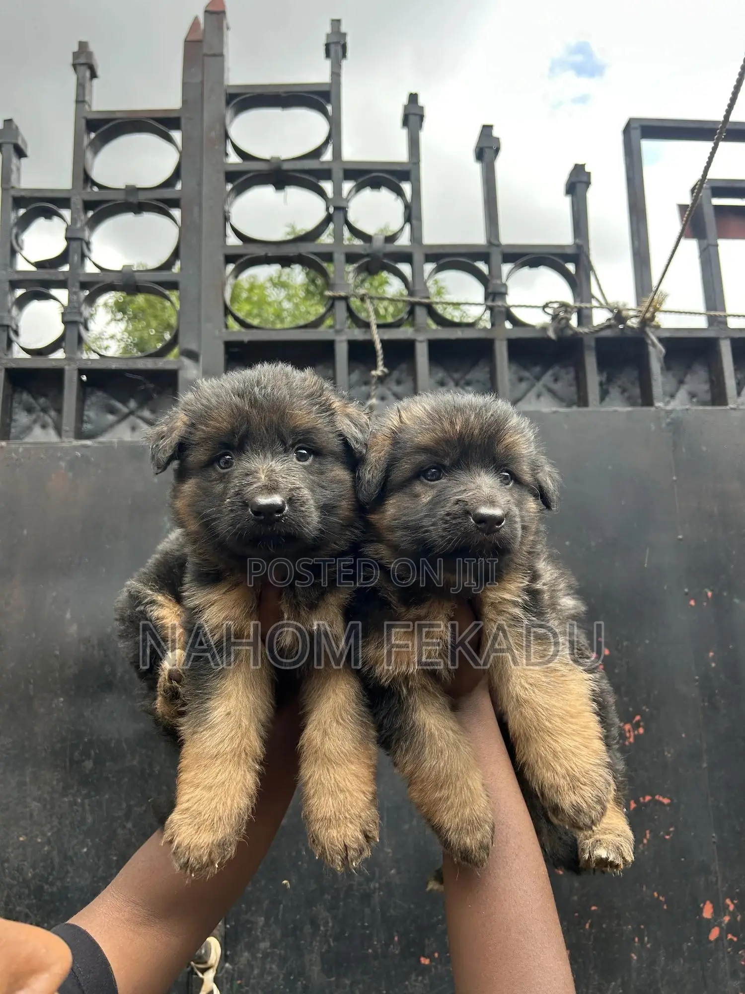 1-3 months Male Purebred German Shepherd