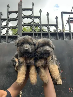 1-3 months Male Purebred German Shepherd