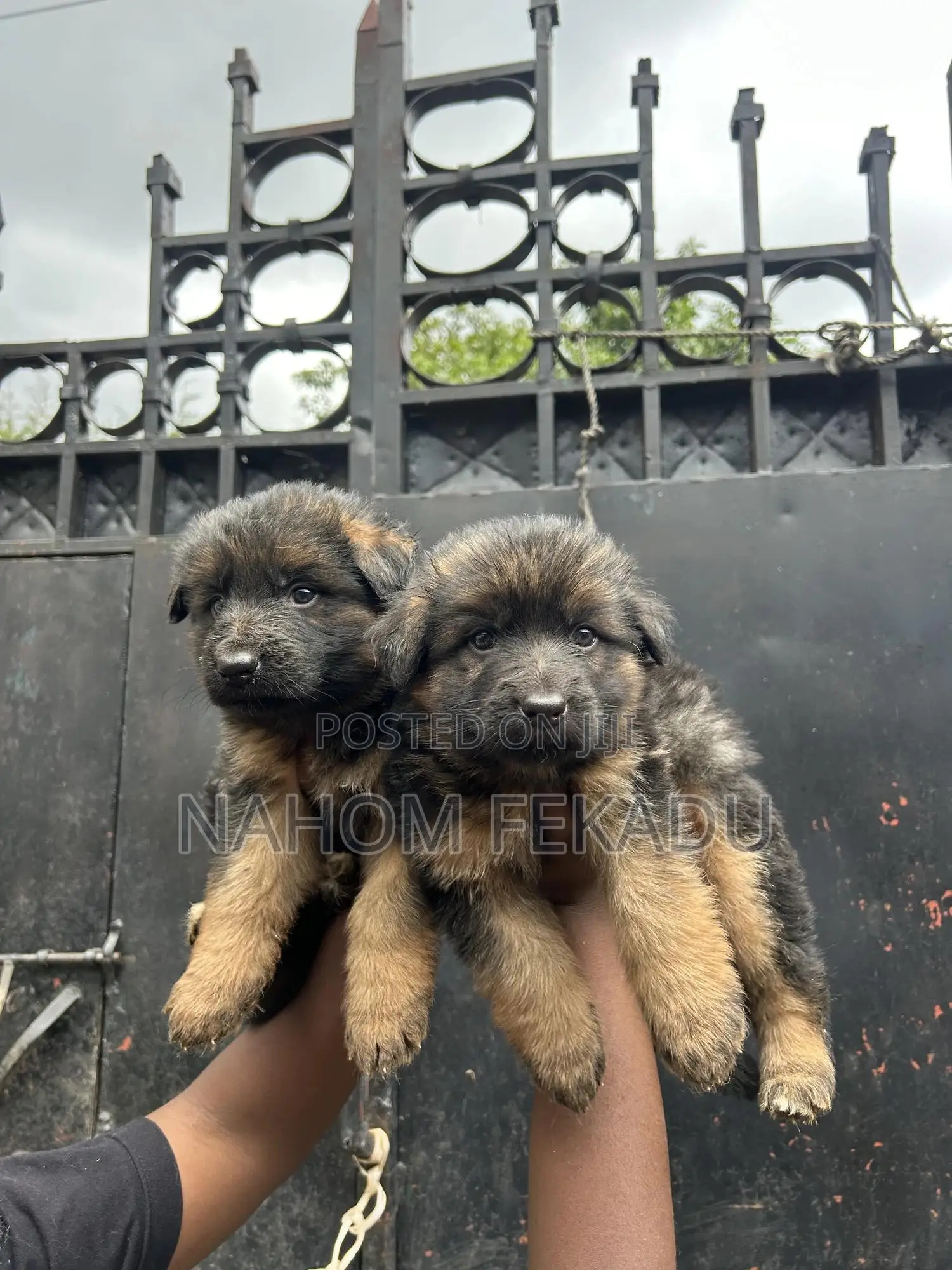 1-3 months Male Purebred German Shepherd