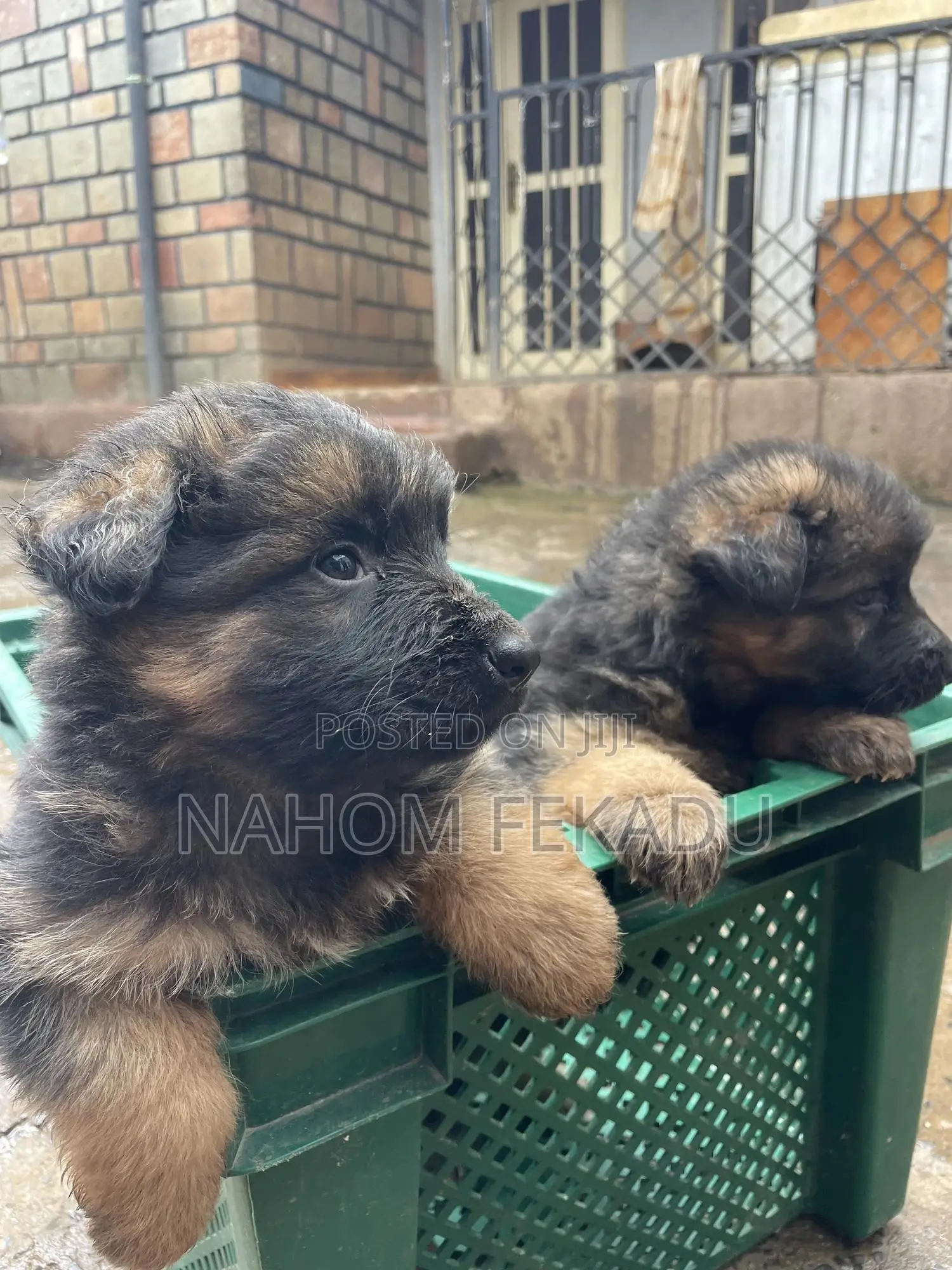 1-3 months Male Purebred German Shepherd