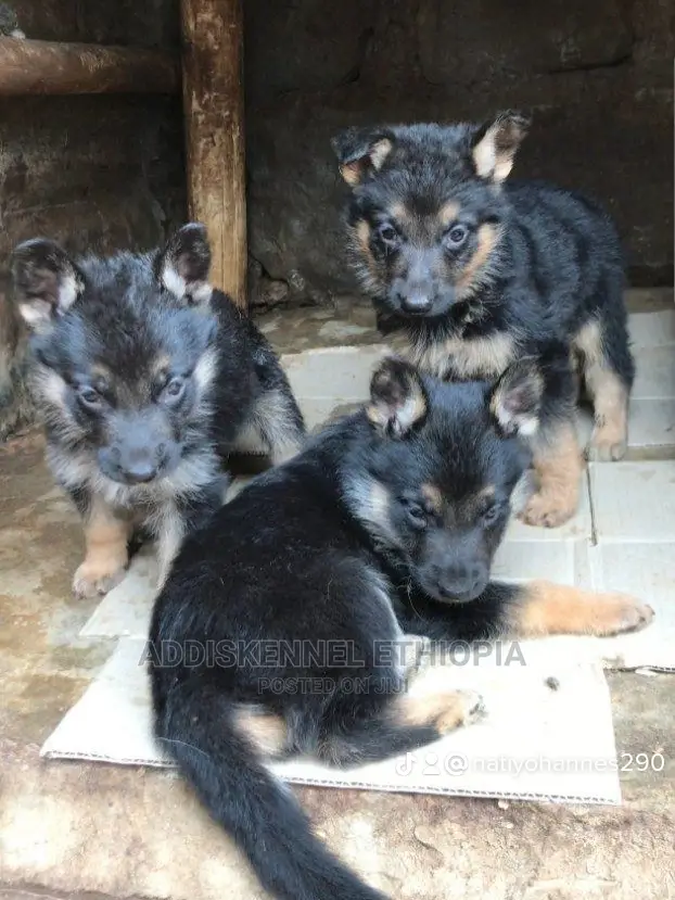 1-3 Months Female Purebred German Shepherd