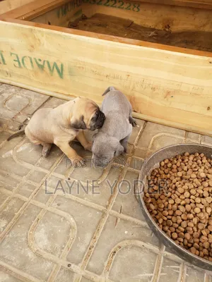 1-3 months Male Mixed Breed Boerboel