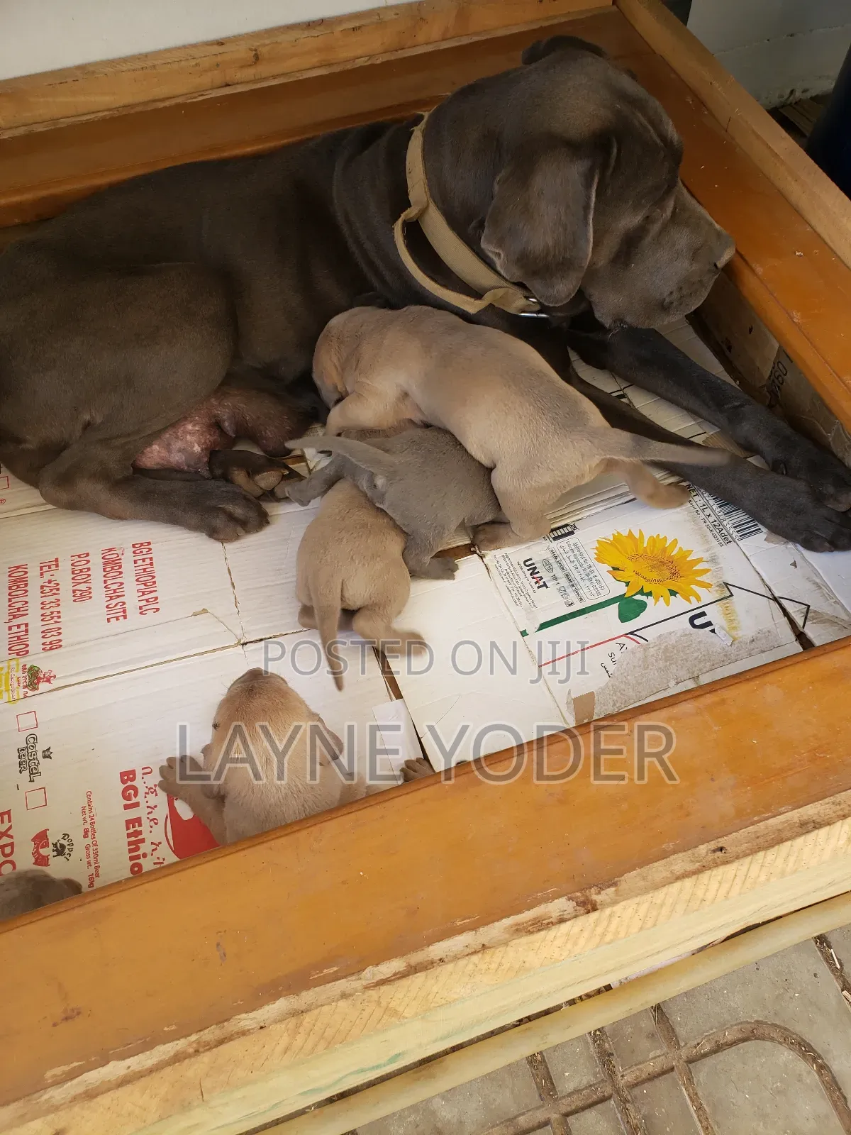 1-3 months Male Mixed Breed Boerboel