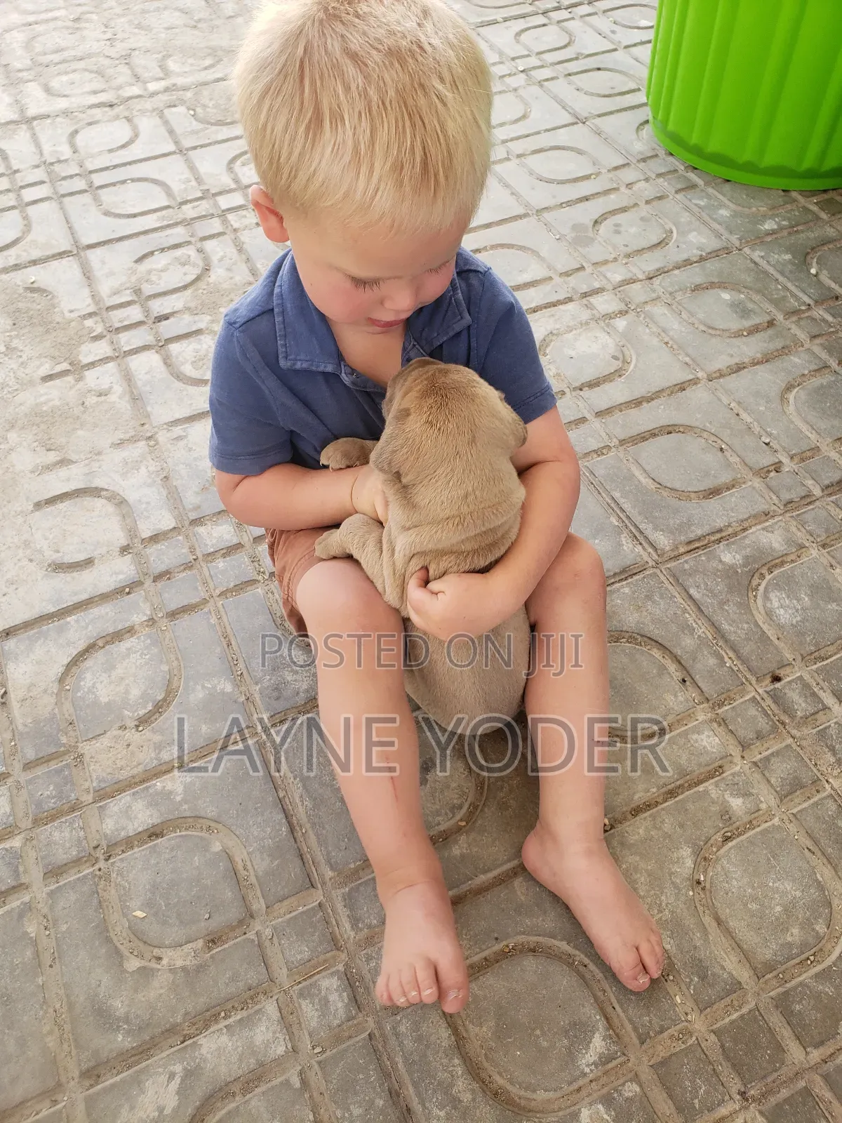 1-3 months Male Mixed Breed Boerboel