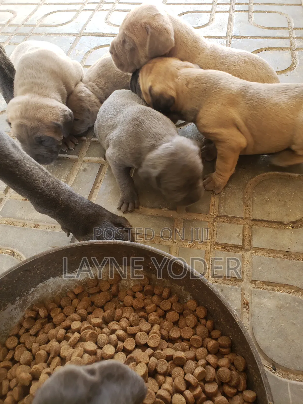 1-3 months Male Mixed Breed Boerboel