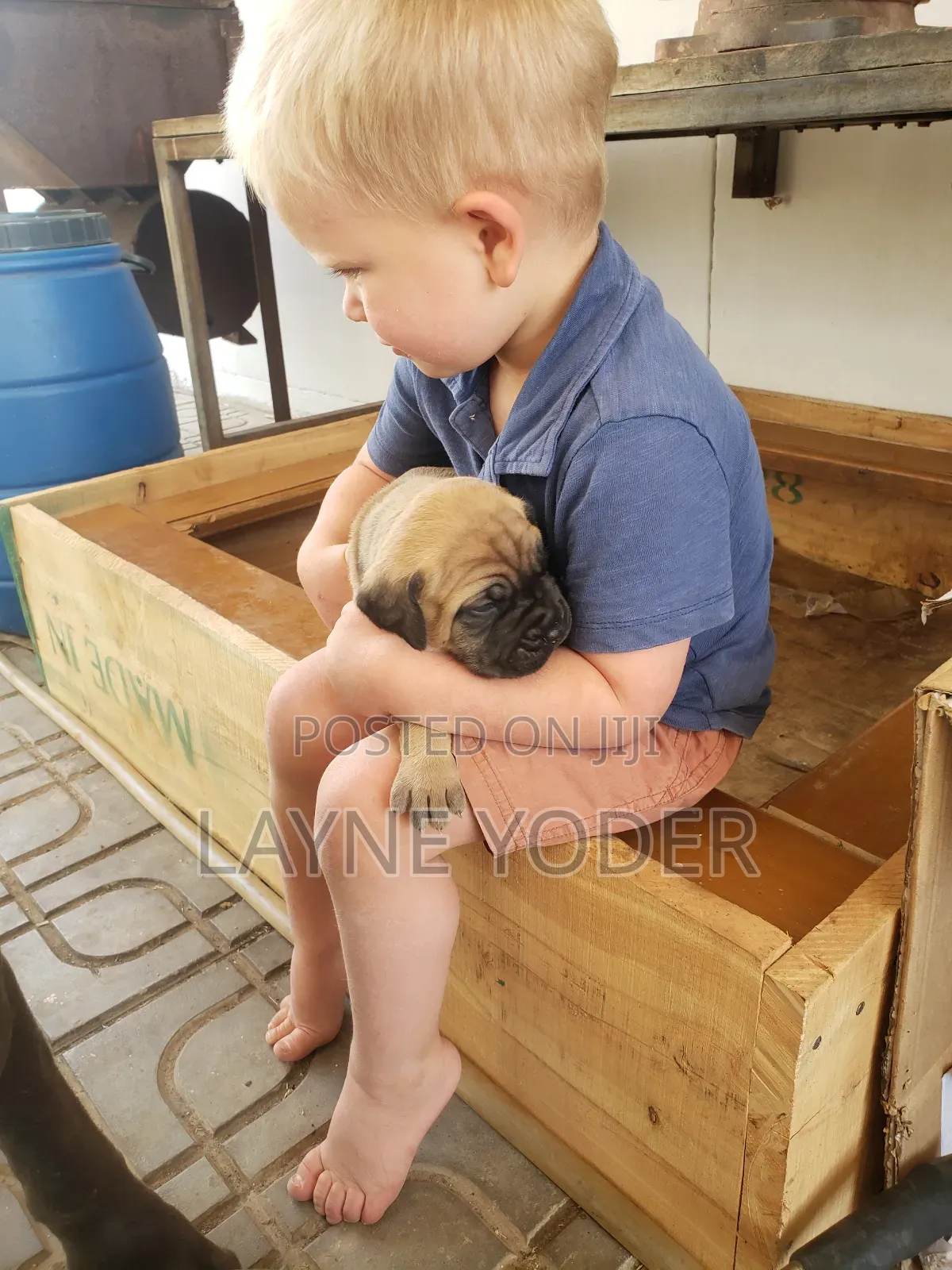 1-3 months Male Mixed Breed Boerboel