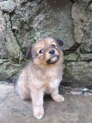 1-3 months Male Purebred Maltese