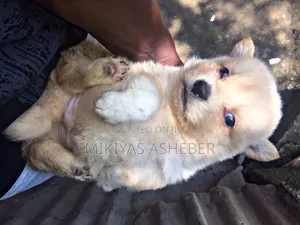 1-3 months Male Purebred Maltese