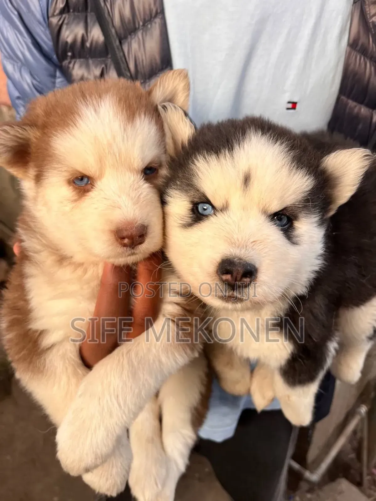 1-3 months Male Purebred Siberian Husky