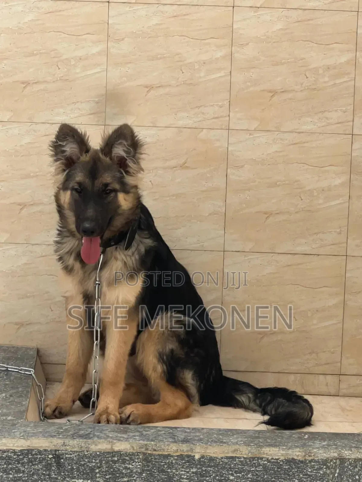 1-3 months Male Purebred German Shepherd