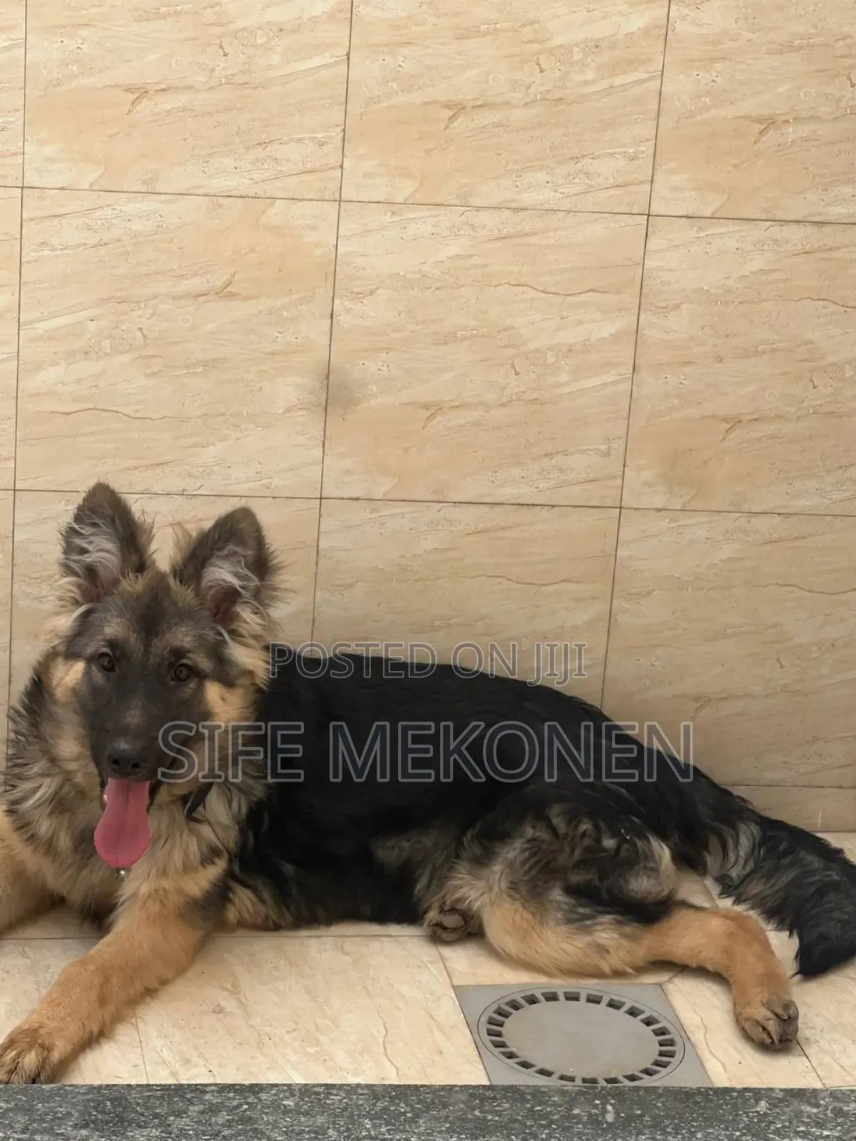 1-3 months Male Purebred German Shepherd