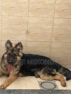 1-3 months Male Purebred German Shepherd
