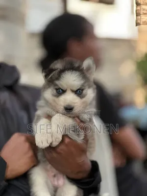 1-3 months Male Purebred Siberian Husky