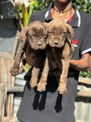 1-3 months Male Purebred Bullmastiff