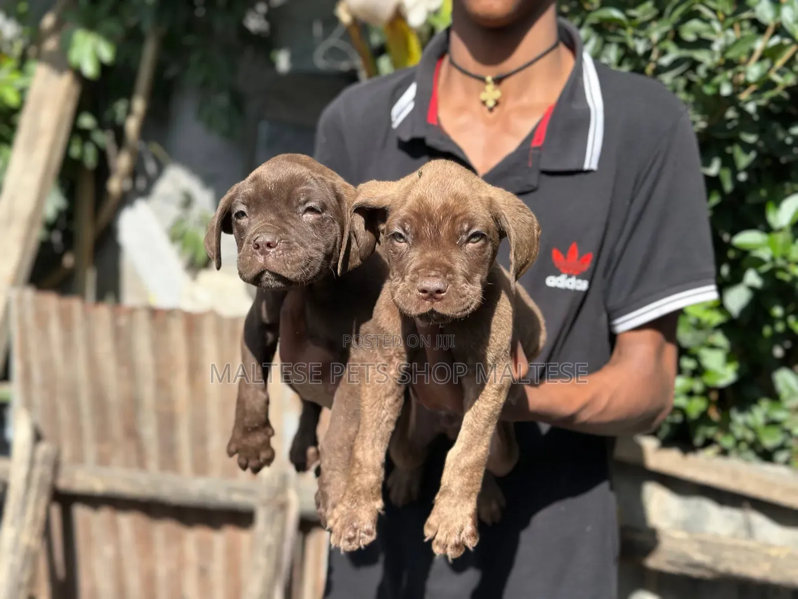 1-3 months Male Purebred Bullmastiff