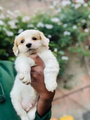 1-3 months Male Purebred Maltese