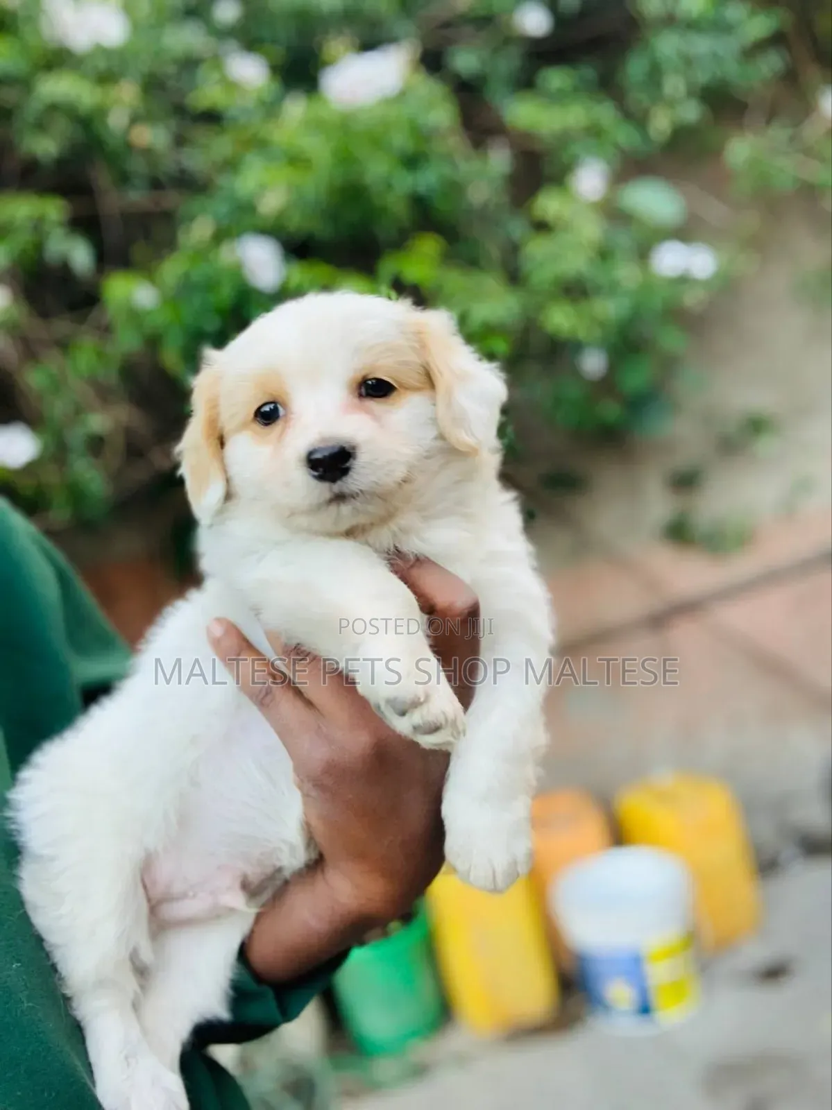 1-3 months Male Purebred Maltese