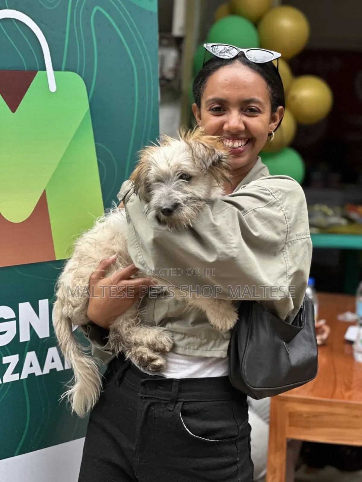 1-3 months Male Purebred Maltese