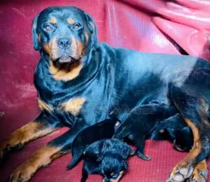 1-3 months Male Purebred Rottweiler