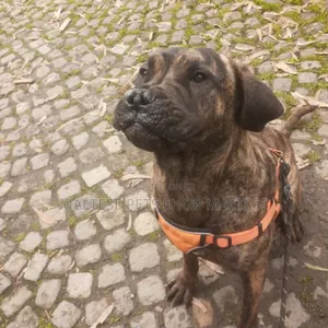 1-3 months Male Purebred Bullmastiff