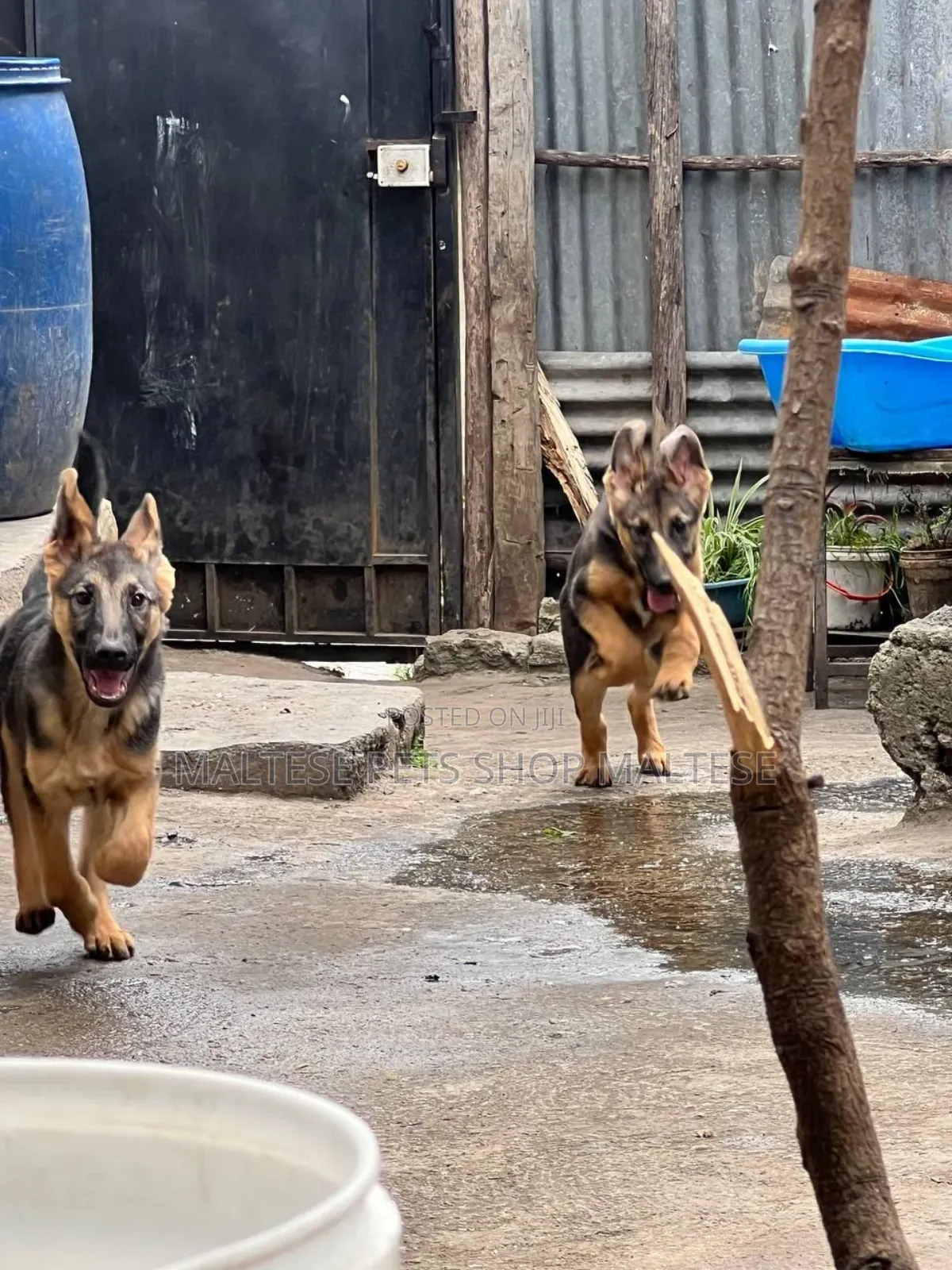 1-3 months Male Purebred German Shepherd