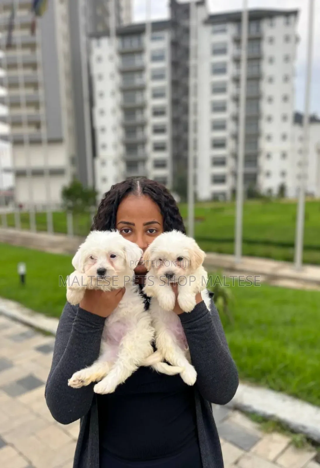 1-3 months Male Purebred Maltese