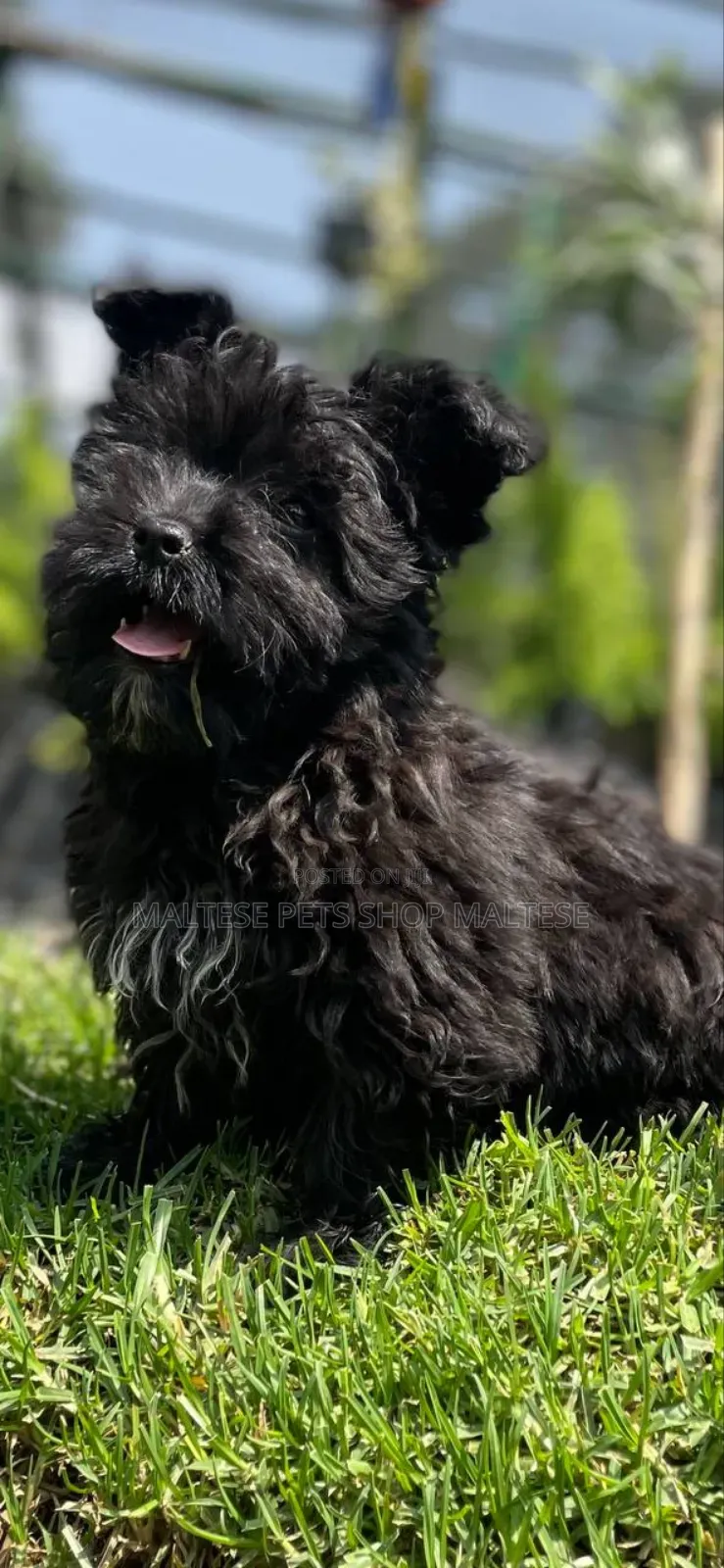 1-3 months Male Purebred Maltese