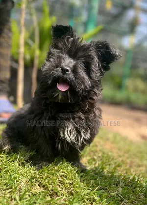 1-3 months Male Purebred Maltese