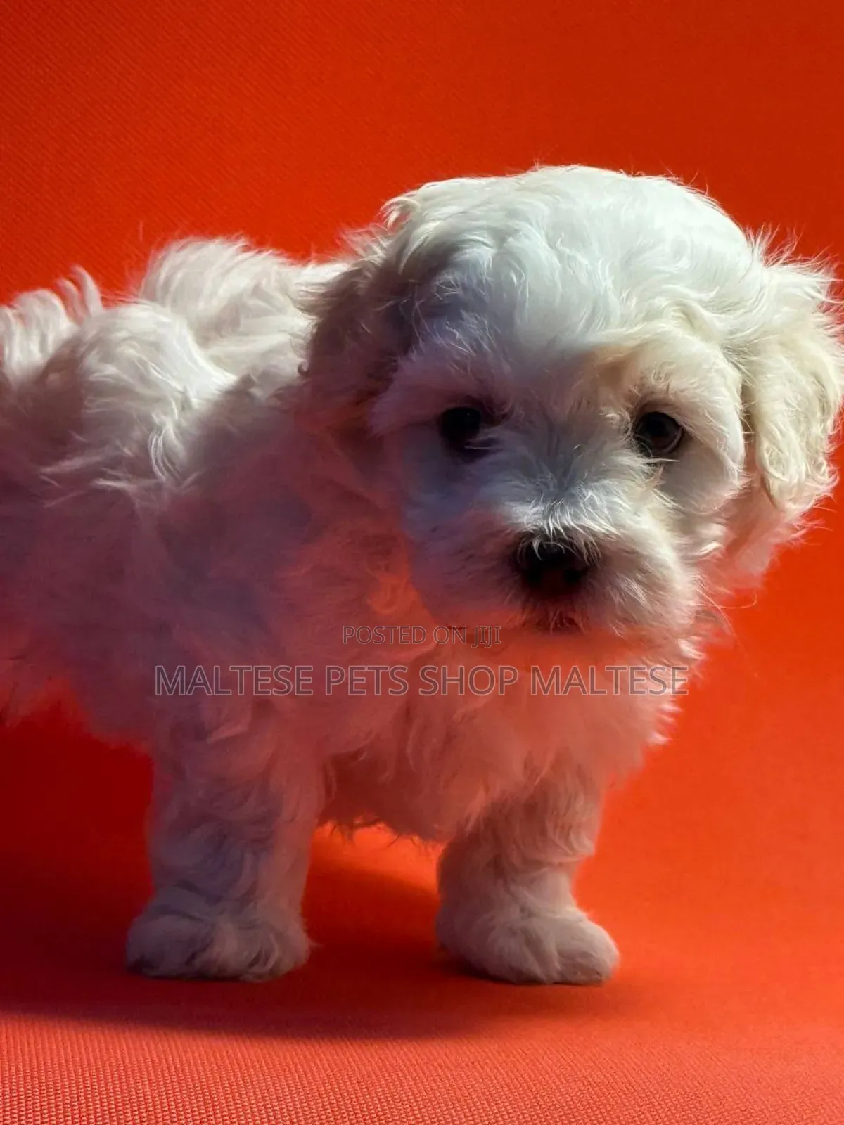 1-3 months Male Purebred Maltese