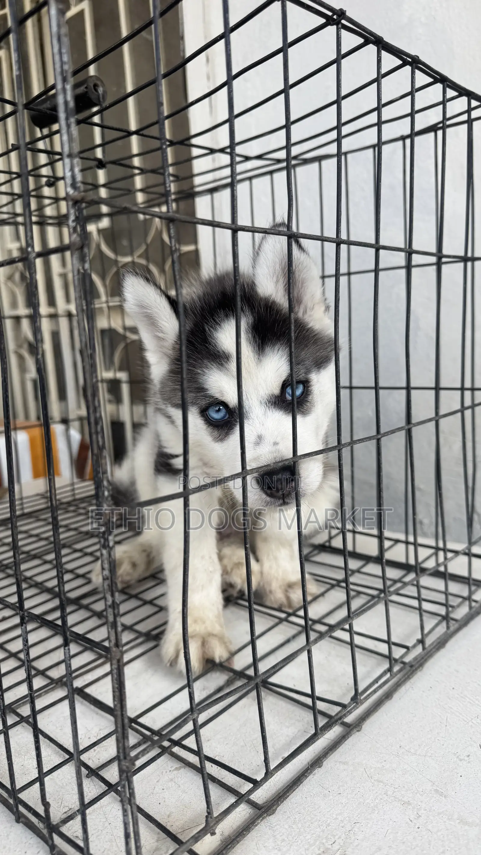 1-3 months Male Purebred Siberian Husky