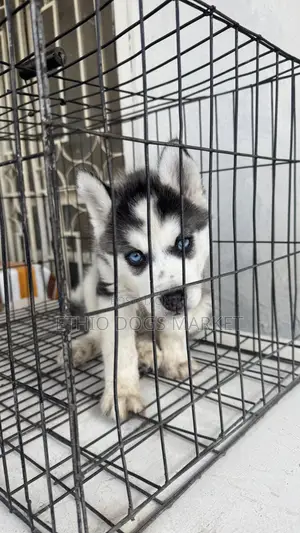 1-3 months Male Purebred Siberian Husky