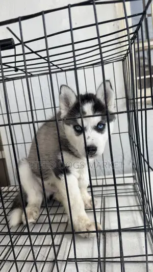 1-3 months Male Purebred Siberian Husky