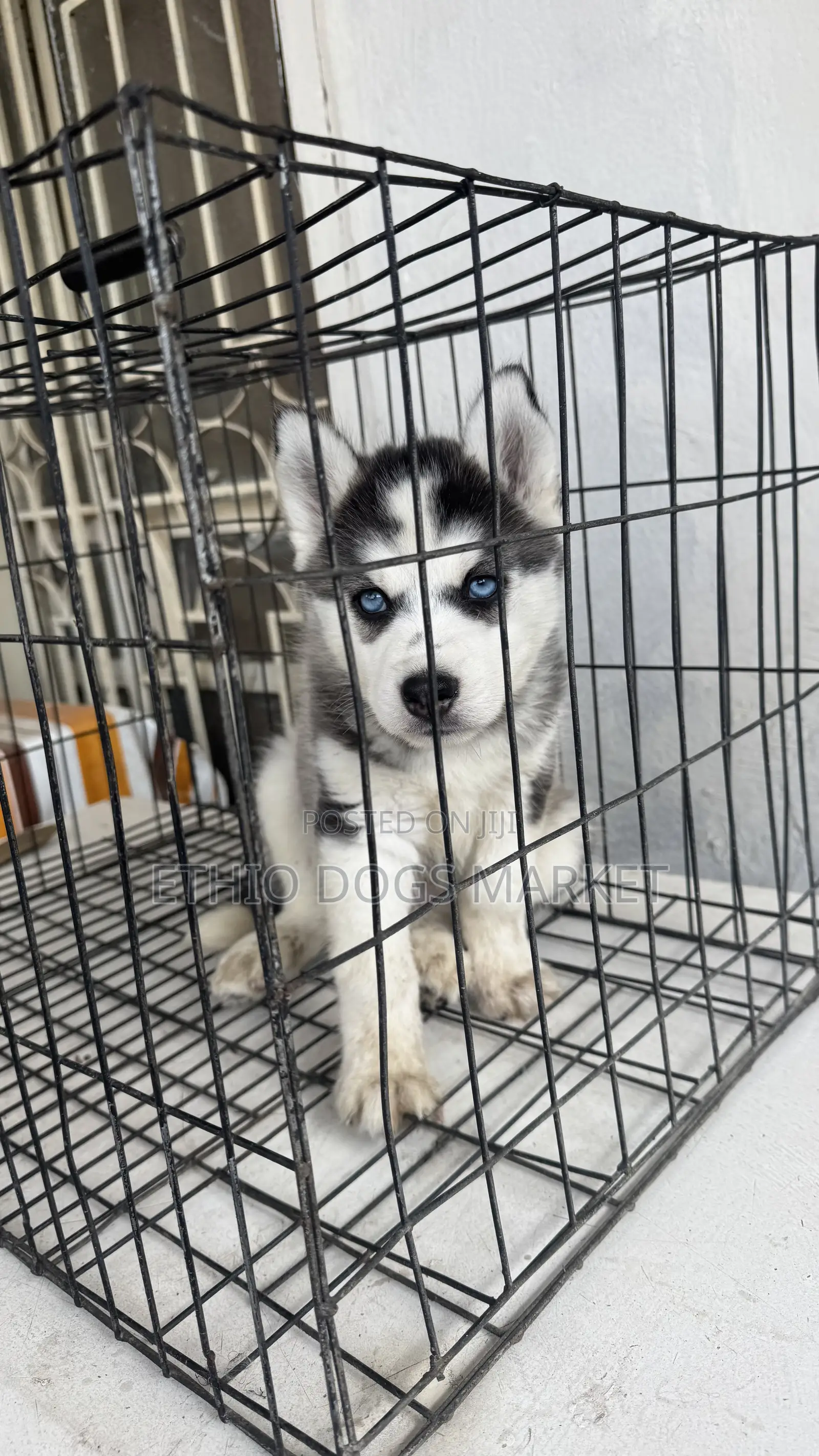 1-3 months Male Purebred Siberian Husky