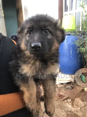 1-3 months Male Purebred German Shepherd