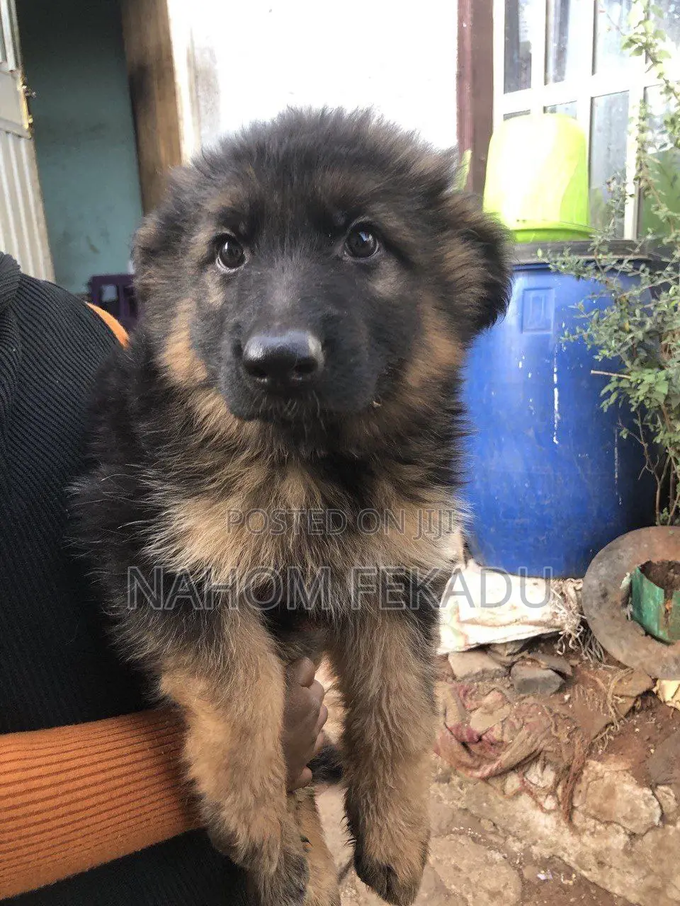 1-3 months Male Purebred German Shepherd