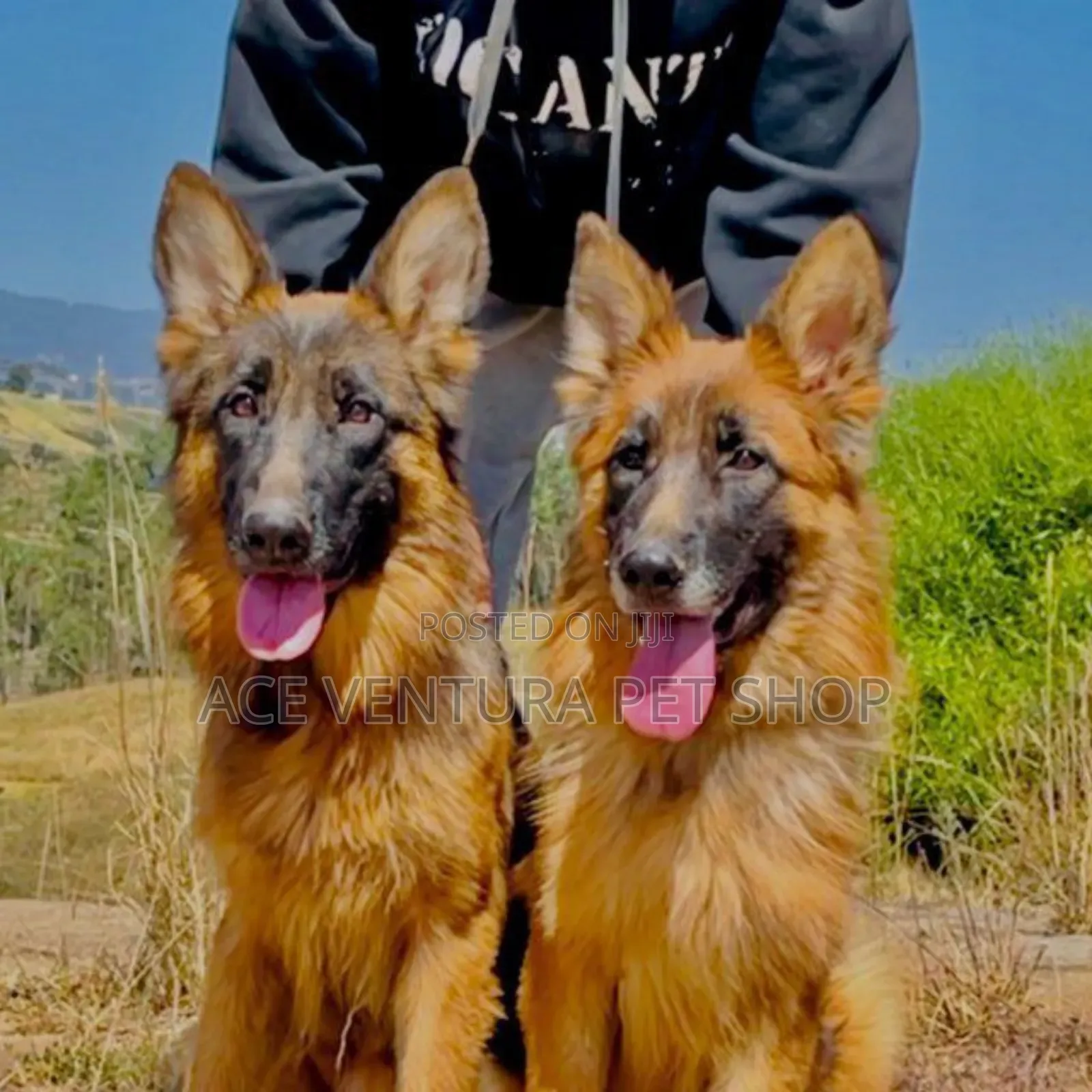 1-3 months Male Purebred German Shepherd