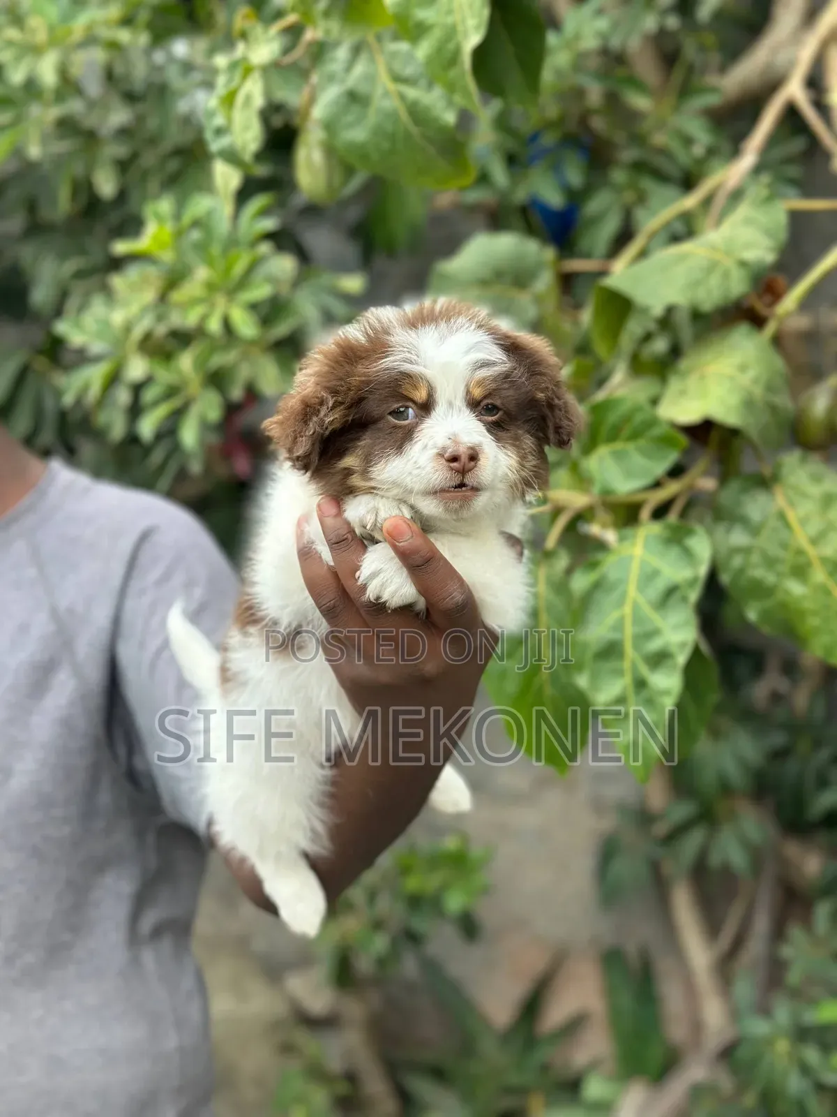 1-3 months Male Purebred Shih Tzu
