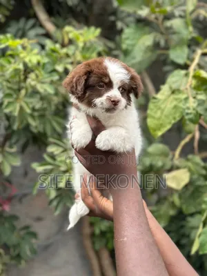1-3 months Male Purebred Shih Tzu