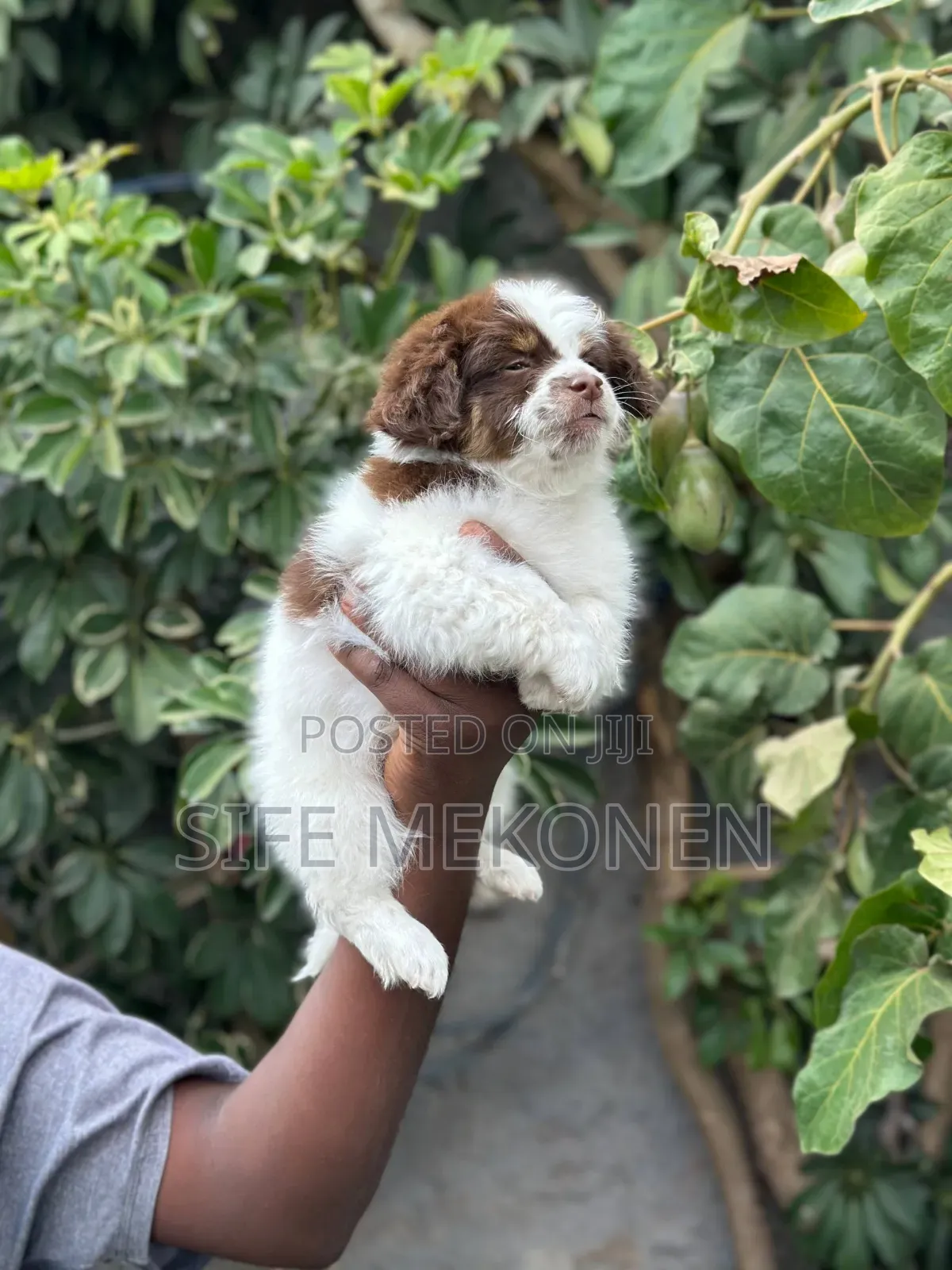 1-3 months Male Purebred Shih Tzu