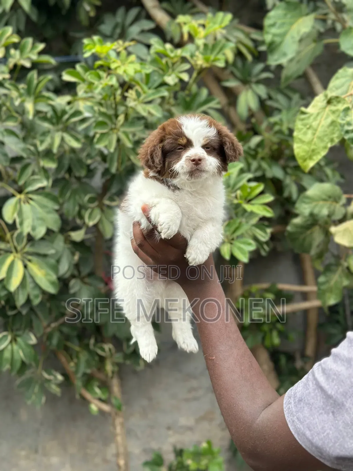 1-3 months Female Purebred Shih Tzu