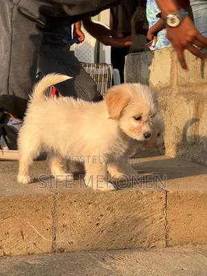 1-3 months Male Purebred Maltese