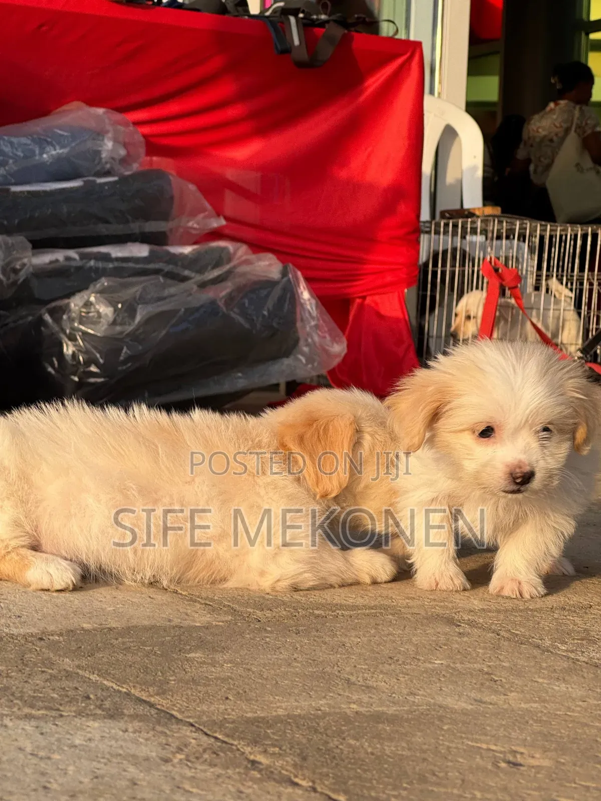1-3 months Male Purebred Maltese