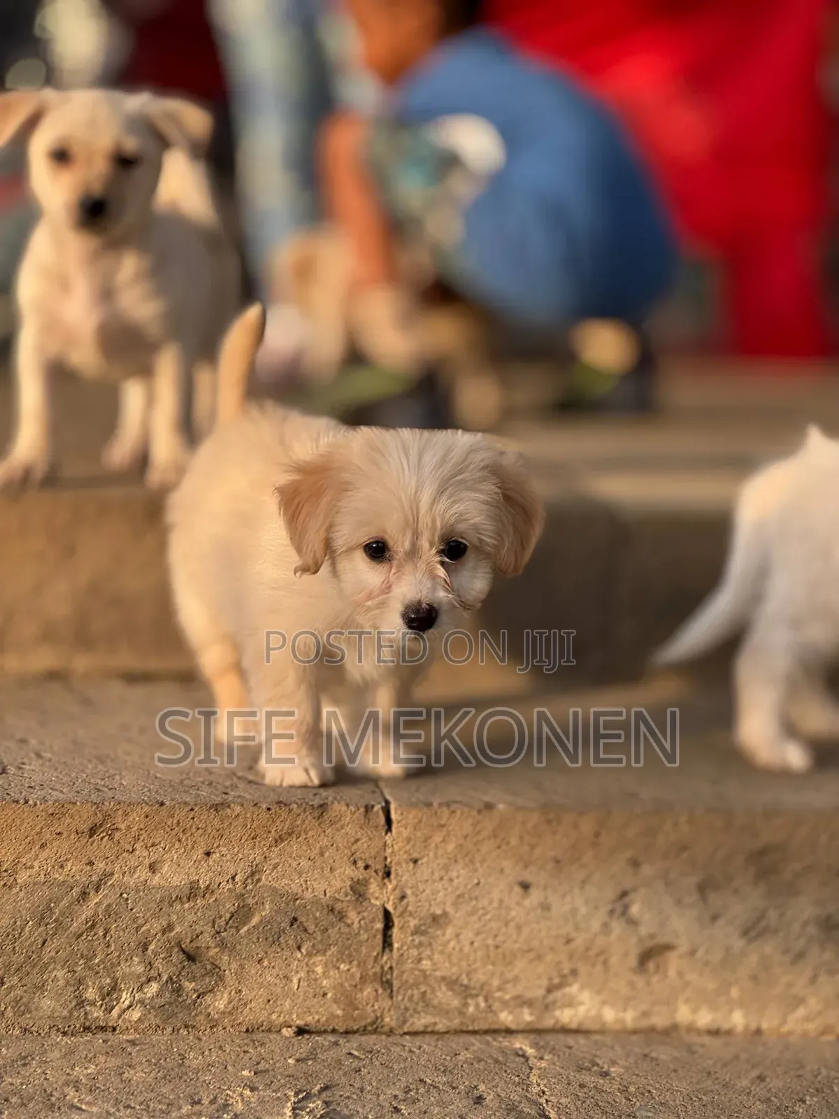 1-3 months Male Purebred Maltese
